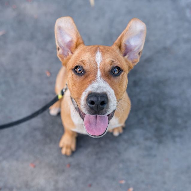 Photo of Baci
