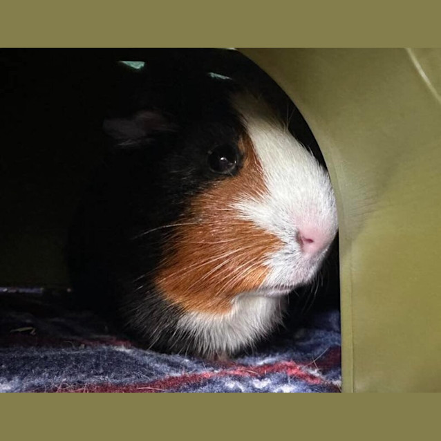 Photo of Sugar
