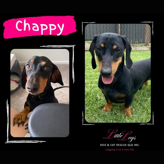 Photo of Chappy