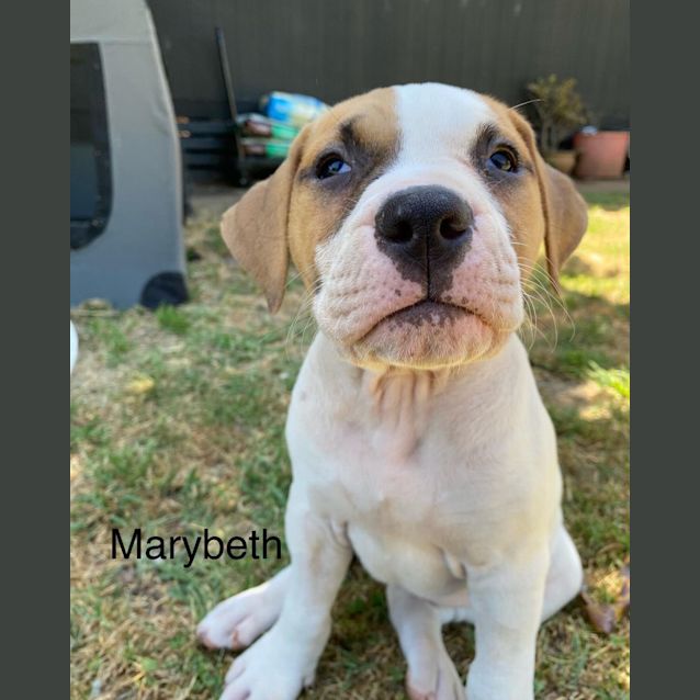Photo of Persephone's Pups