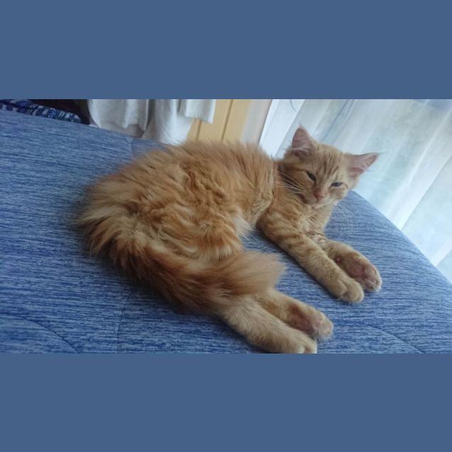 Photo of Flame ** 2nd Chance Cat Rescue**