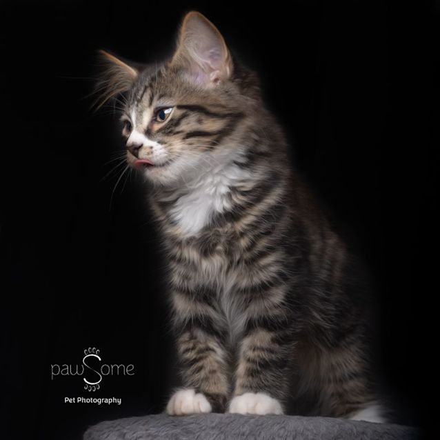 Photo of Ridge ** 2nd Chance Cat Rescue**