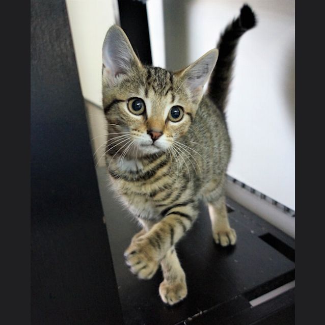 Photo of Alodie
