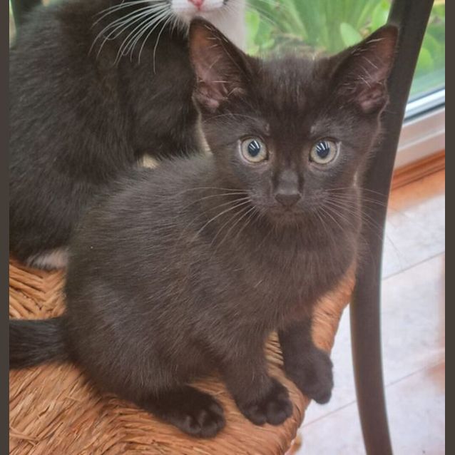 Photo of Squeaks