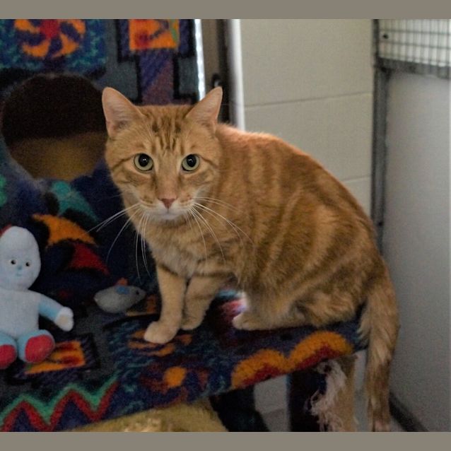 Photo of Tiger