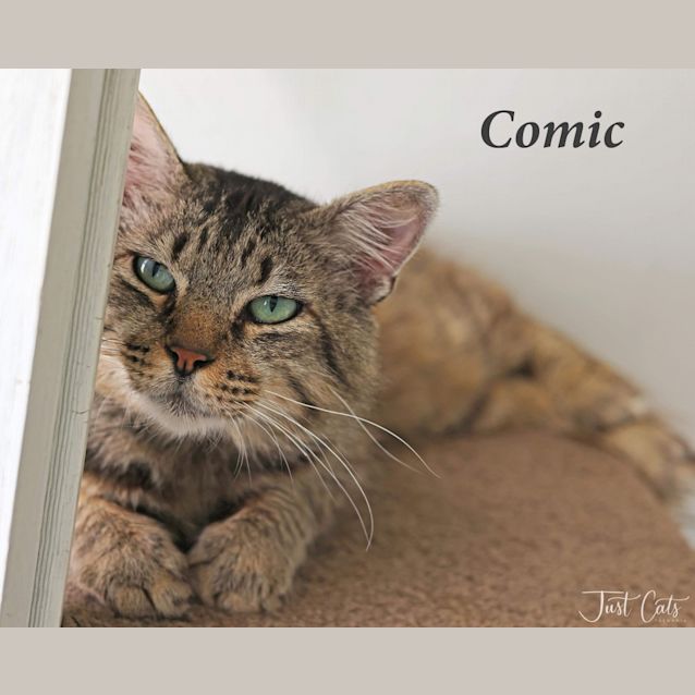 Photo of Comic