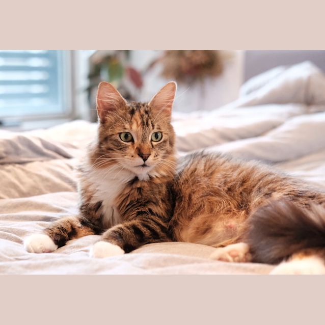 Photo of Daffodil 