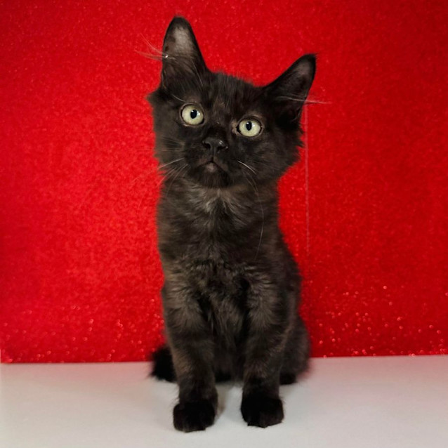 Photo of Mr Hilary   Located In Templestowe