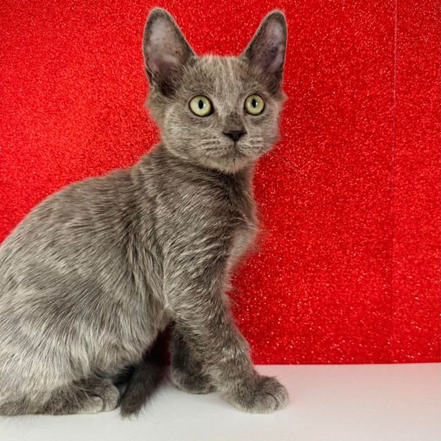 Photo of Damon   Located In Templestowe