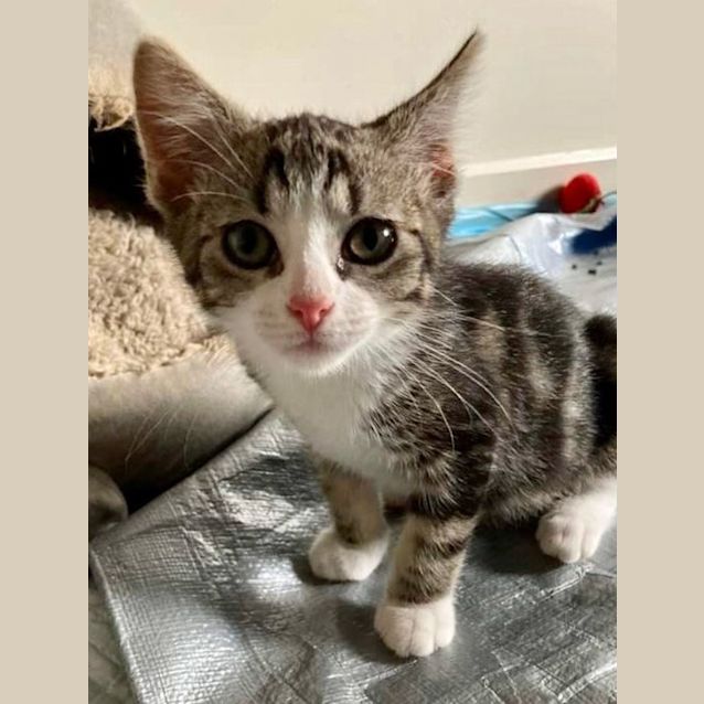 Photo of Tyler   Located In Greensborough