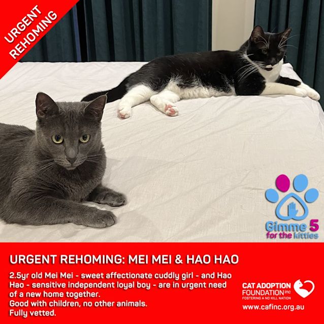 Photo of Mei Mei And Hao Hao Private Rehoming No Charge!