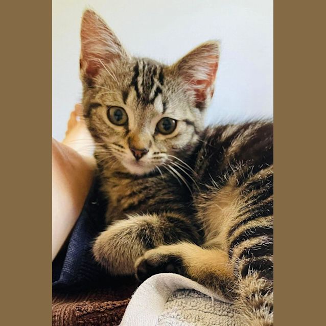 Photo of Cecil   Located In Greensborough