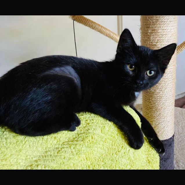 Photo of Ciera   Located In Ivanhoe East
