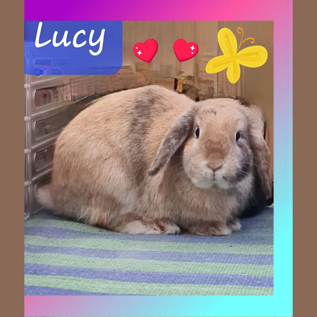 Photo of Lucy Destiny 