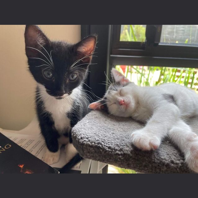 Photo of Hendrix   Located In East Bentleigh