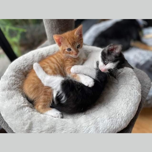 Photo of Olive   Located In East Bentleigh