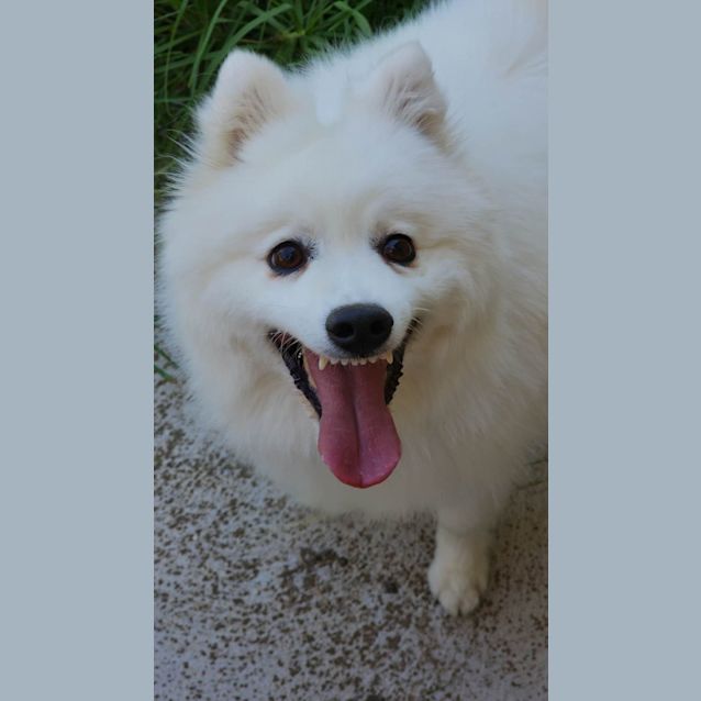Photo of Albert  Japanese Spitz