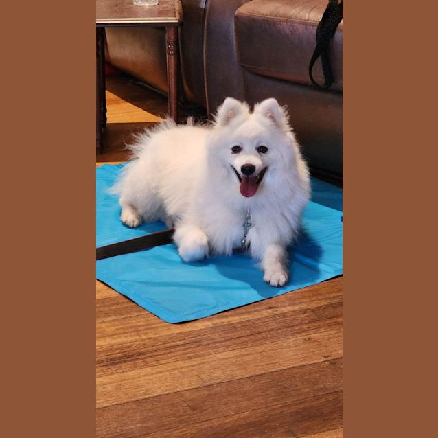 Photo of Albert  Japanese Spitz