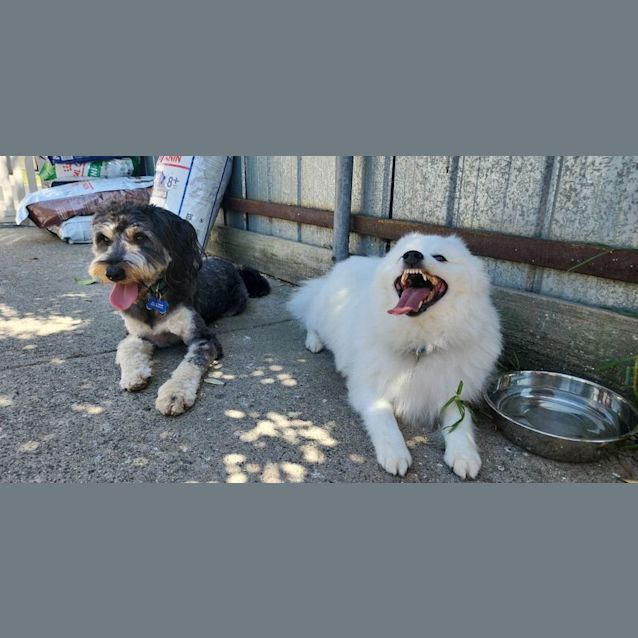 Photo of Albert  Japanese Spitz