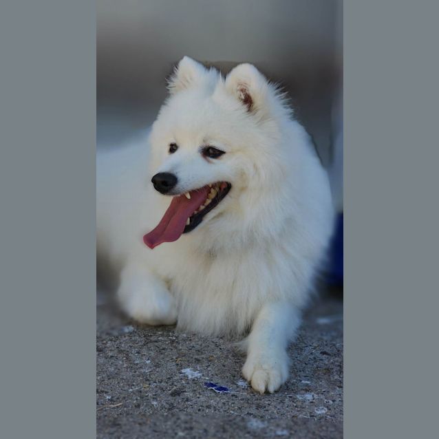 Photo of Albert  Japanese Spitz