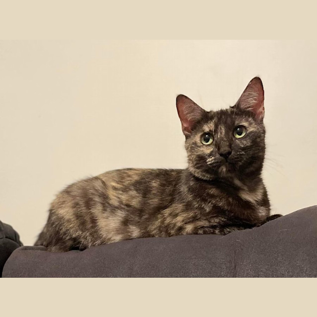 Photo of Willow 