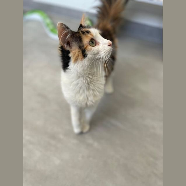 Photo of Nova