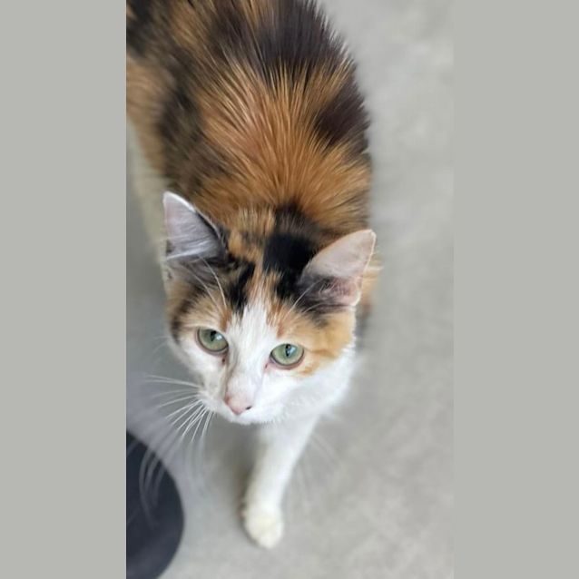 Photo of Nova