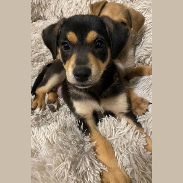 Photo of Joey   7 Week Old Kelpie X Husky (On Trial)