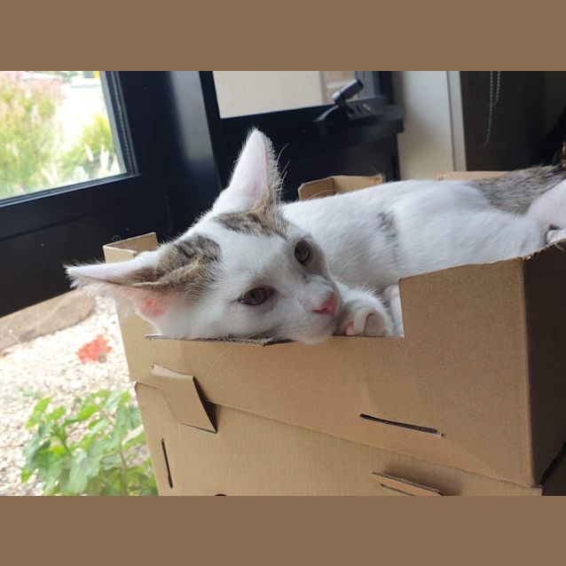 Lincoln Adopt Me Petstock Hastings Male Domestic Short Hair Cat