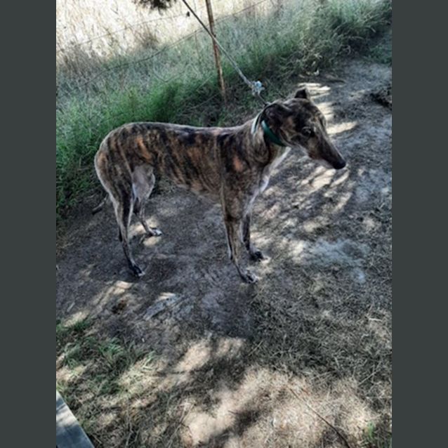 Photo of Sadie