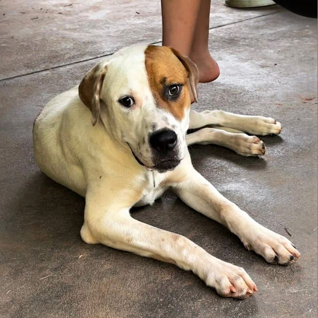 Photo of Banjo Big (Bb)