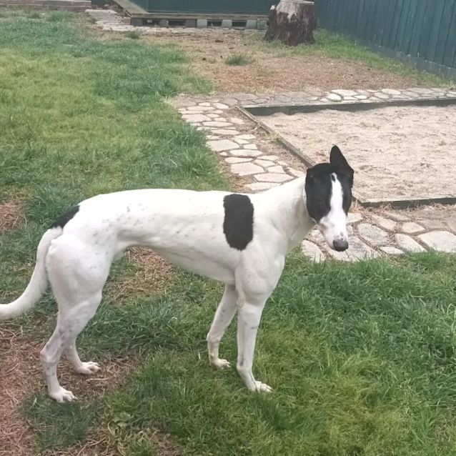 Photo of Harley