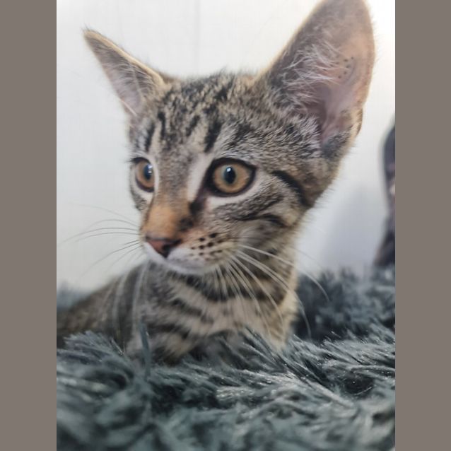 Photo of Zuma (Petstock)
