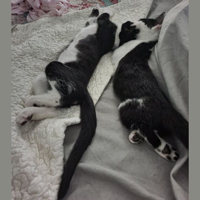 Photo of Bowie And Cilla