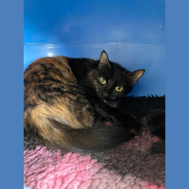 Photo of 🍦 Lila F02256 🍦