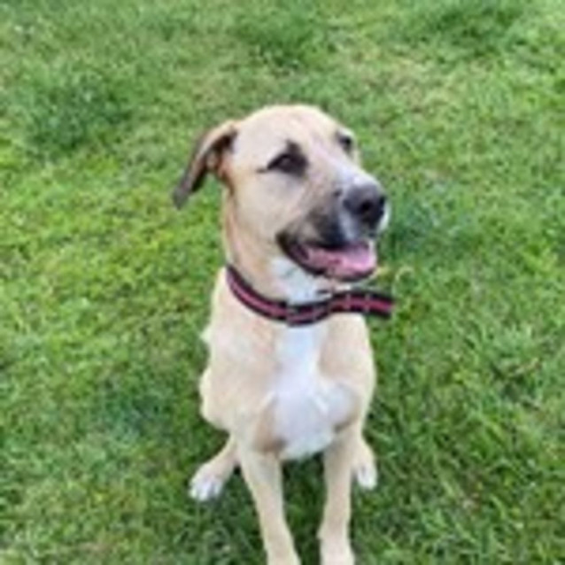 Photo of Dexter