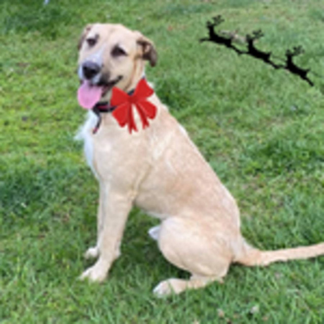 Photo of Dexter