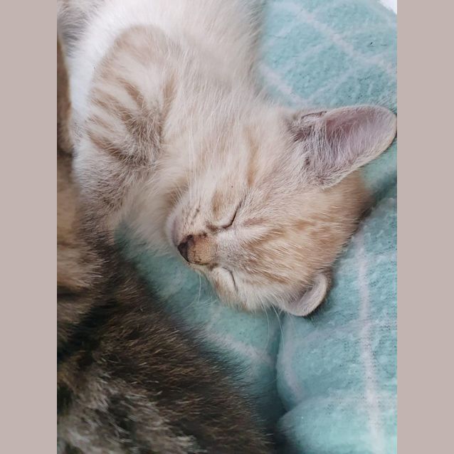 Photo of Arlo