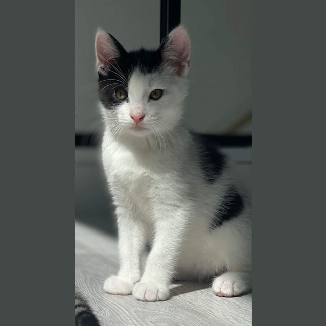 Photo of Kingston 🤴