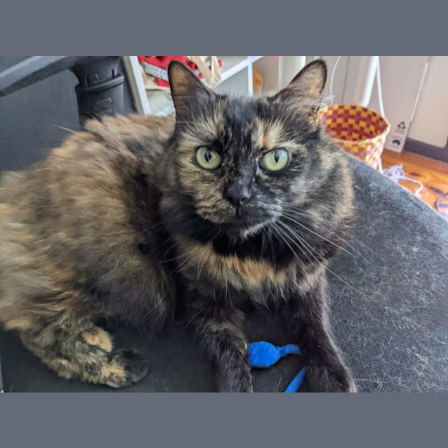 Photo of Peanut