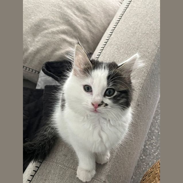 Photo of Sweet Sooty 💫