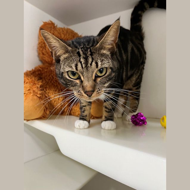 Photo of 💐 Nelly F02306 💐