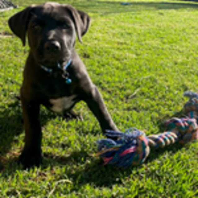 Photo of Buster