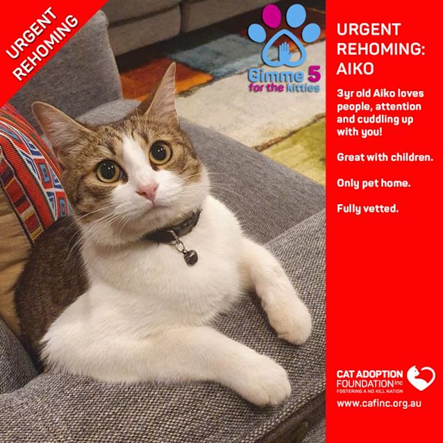 Photo of Aiko Private Rehoming No Charge!