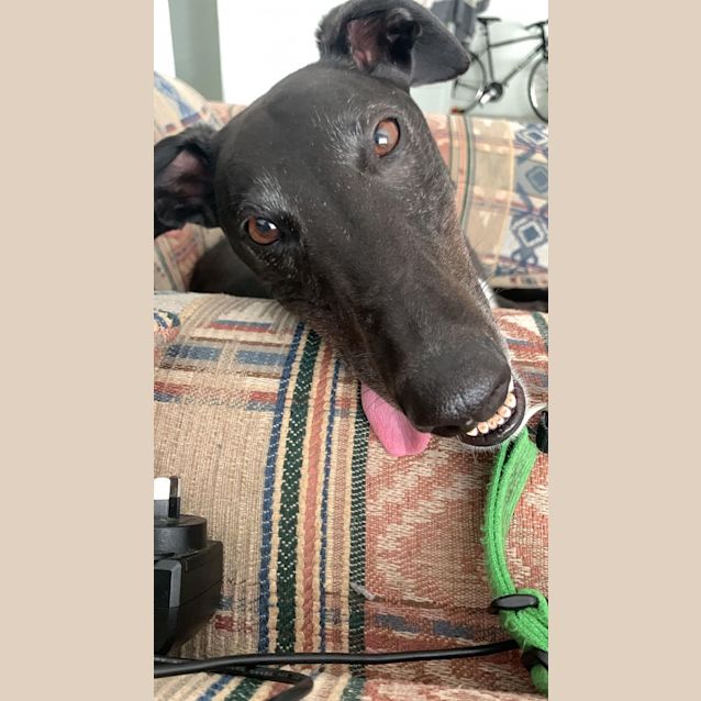 Photo of Finley