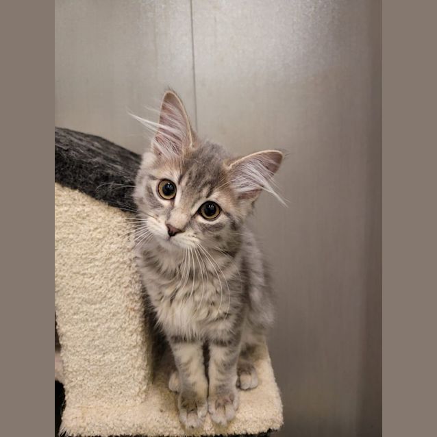 Photo of Sashimi