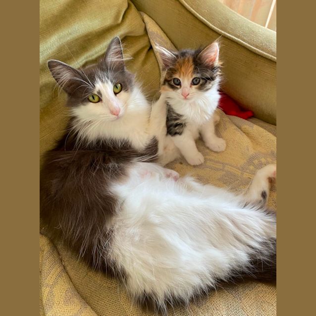 Photo of Iris & Sunshine