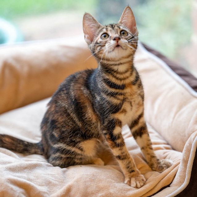 Photo of Sparkles