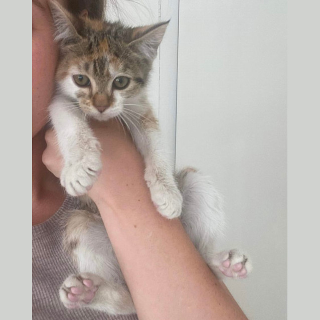 Photo of Nugget & Matilda 