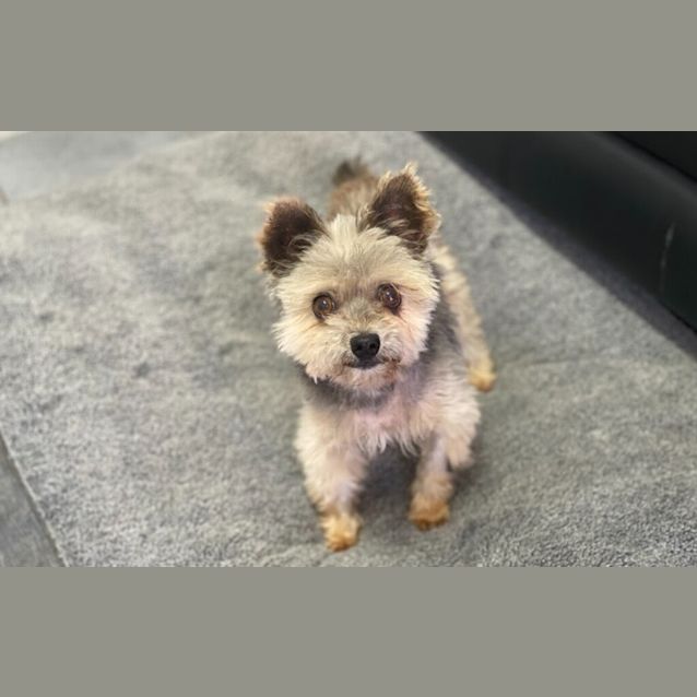 Photo of Bella